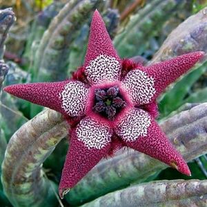 Meet your Posher, Aliya